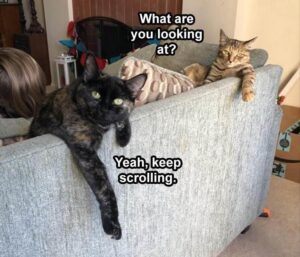 Stupid Bar Memes the funny animal memes 4