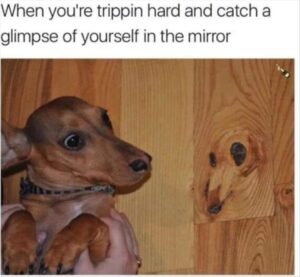 Stupid Bar Memes tripping
