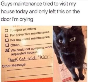 Stupid Bar Memes whenbyoubseebthebblackbcat