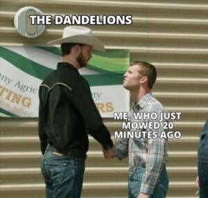 Stupid Bar Memes whenbyoubseebthebdandelions