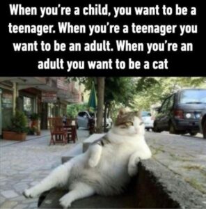 Stupid Bar Memes whenbyourebabcat