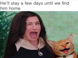Stupid Bar Memes whensyousgetsascat