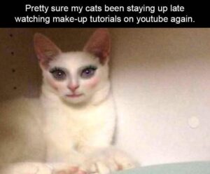 Stupid Bar Memes z memes 123