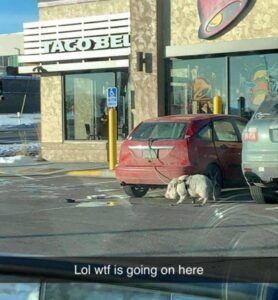 Stupid Bar Memes z memes 47 5