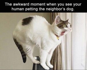 Stupid Bar Memes zsmemess92