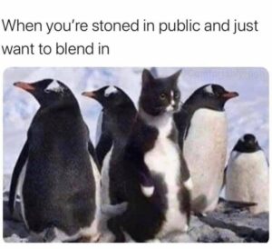 Stupid Bar Memes 5534ecace39774b4