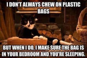 Stupid Bar Memes funnysanimalsbs10