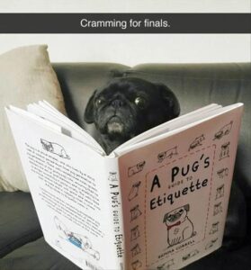 Stupid Bar Memes funnysanimalsbs15
