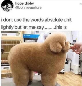 Stupid Bar Memes funnysanimalsbs18