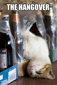 Stupid Bar Memes funnysanimalsbs8