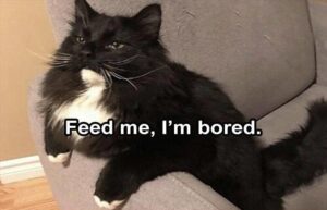Stupid Bar Memes funnysbsmemess16s7