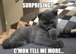 Stupid Bar Memes animalsss11s1