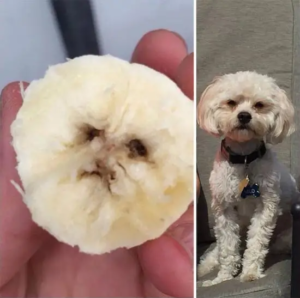 Stupid Bar Memes pareidoliasssfruitssvegetabless09s60df1442b3ec4ss700