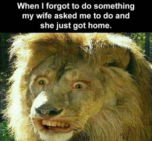 Stupid Bar Memes whensyousremembersyousforgotstospullstheschickensoutsofsthesfreezersandsyourswifesisspullingsintosthesdriveway