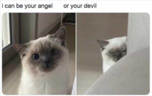 Stupid Bar Memes 1 angel or devil depends on how full you filled my food bowl