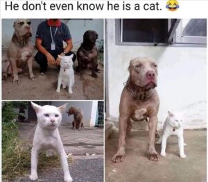 Stupid Bar Memes 2s12 1