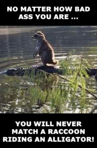 Stupid Bar Memes 40482d31a7946d89