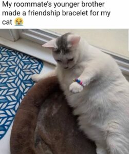 Stupid Bar Memes 6112d808146e7