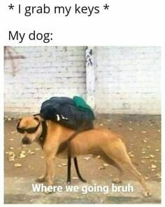 Stupid Bar Memes ab66c0f12901a9d2