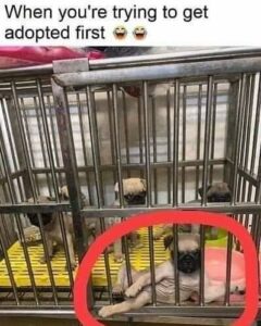 Stupid Bar Memes bb95231c723abd22