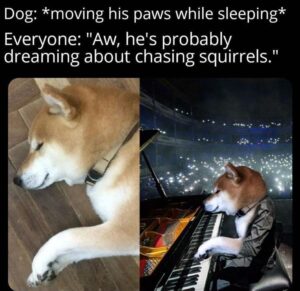 Stupid Bar Memes bsanimals2