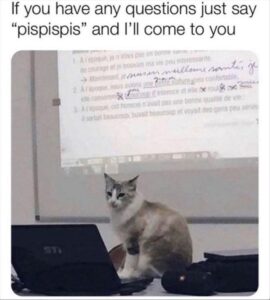 Stupid Bar Memes bsanimalss1s1