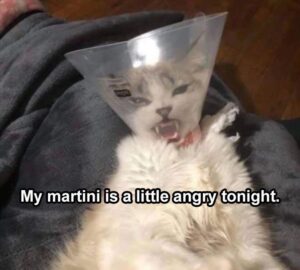 Stupid Bar Memes bsanimalss1s12