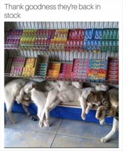 Stupid Bar Memes bsanimalss1s7 1