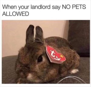 Stupid Bar Memes bsanimalss2