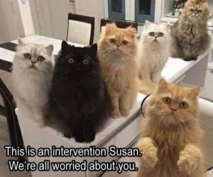 Stupid Bar Memes bsanimalss20s6