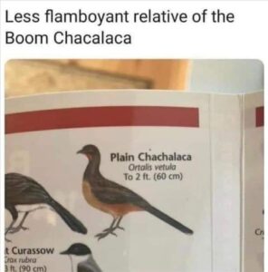 Stupid Bar Memes bsanimalss4s11