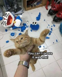 Stupid Bar Memes bsanimalss4s9