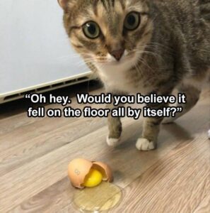 Stupid Bar Memes bsanimalss9