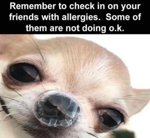 Stupid Bar Memes bss1s9