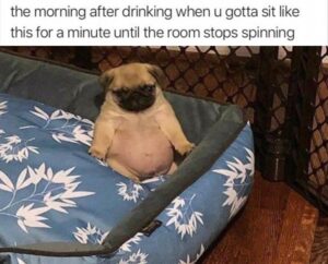 Stupid Bar Memes bss6s2