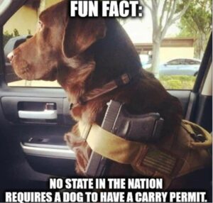 Stupid Bar Memes db1de9734f341c54