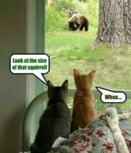 Stupid Bar Memes f2dc3b5296a2612f