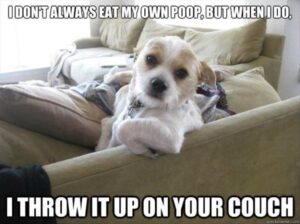 Stupid Bar Memes funny animals 1 6