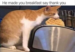Stupid Bar Memes funny animals 46 2