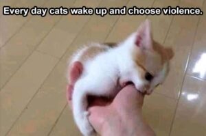 Stupid Bar Memes funny animals 6 6