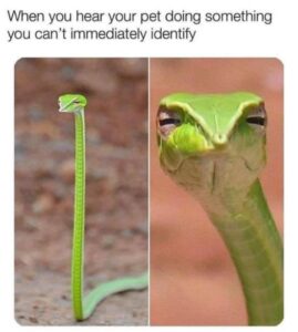 Stupid Bar Memes hRrpxga