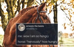 Stupid Bar Memes horses3609347s640