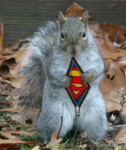 Stupid Bar Memes supermanssquirrel