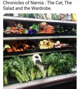 Stupid Bar Memes thesveggies