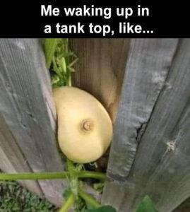 Stupid Bar Memes wakingsupsinsastankstop