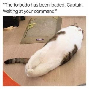 Stupid Bar Memes funnysanimalss2