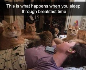Stupid Bar Memes funnysanimalss5s5