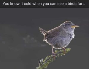 Stupid Bar Memes funnysanimalss7s4