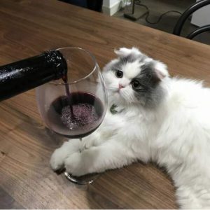Stupid Bar Memes ssss4085s640s44