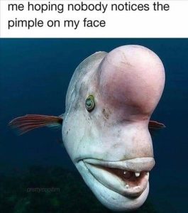 Stupid Bar Memes 00433870e2702745